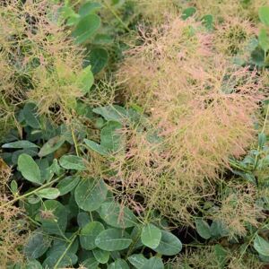 Cotinus coggygria 'Young Lady' 100-125 cm